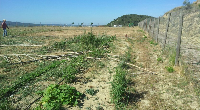 Arrenquen arbres i fan altres destrosses a la muntanya de Sant Jaume de Vilafranca