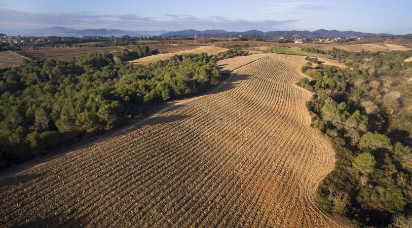 Cellers Torres planta 25.000 arbres per capturar i emmagatzemar emissions de CO2