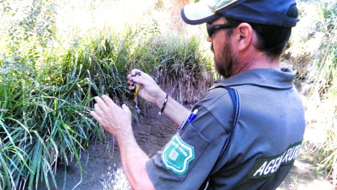 Els Agents Rurals enxampen dos furtius a Sant Quintí de Mediona que caçaven ocells