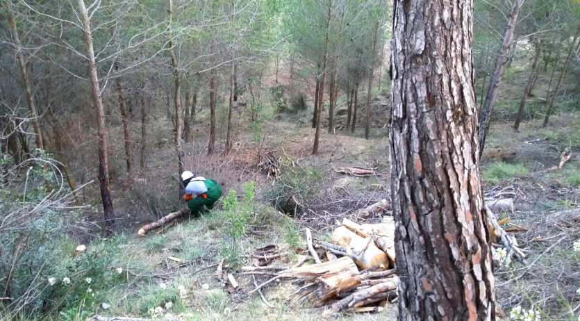 La regidoria de Medi Ambient i l’ADF Sant Sadurní fan treballs forestals a Can Mas de la Riera