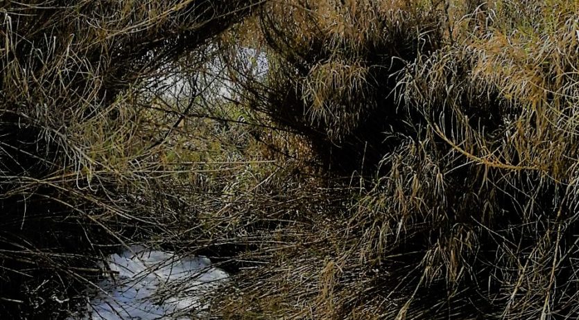 El passat cap de setmana el riu Foix va patir un nou episodi de contaminació