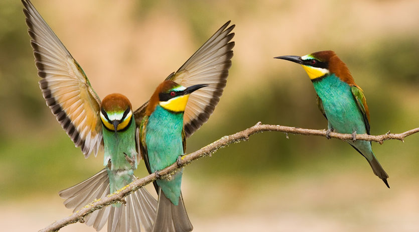 El vilafranquí Raimon Santacatalina exposarà fotografies de natura a la sala DPas