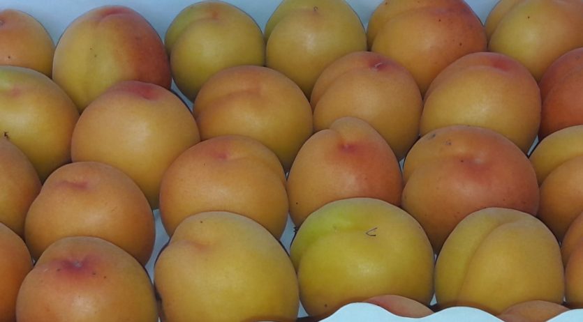 Comença la temporada de fruita del Penedès als mercats