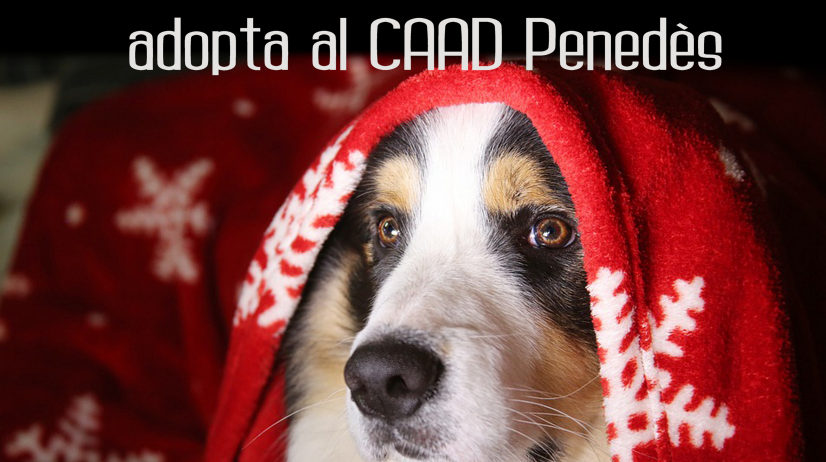 Nova campanya que promou l’adopció