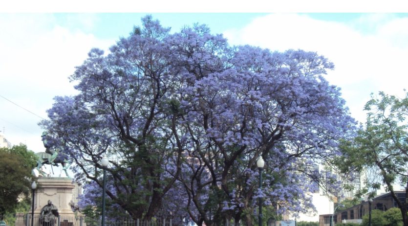 L’Ateneu Gelidenc organitza una xerrada sobre els beneficis dels arbres en entorns urbans