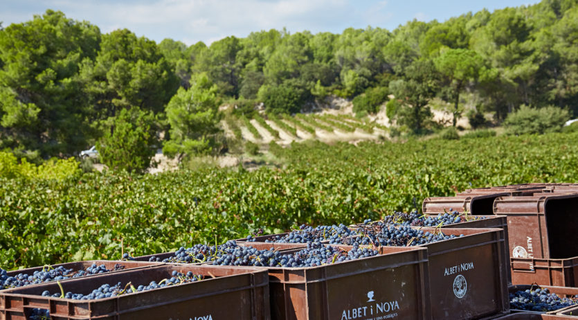 Albet i Noya se suma a la vaga en solidaritat als viticultors del Penedès
