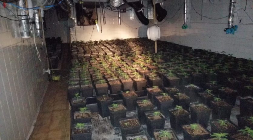 Els Mossos desmantellen tres plantacions de marihuana en una setmana a l’Alt Penedès