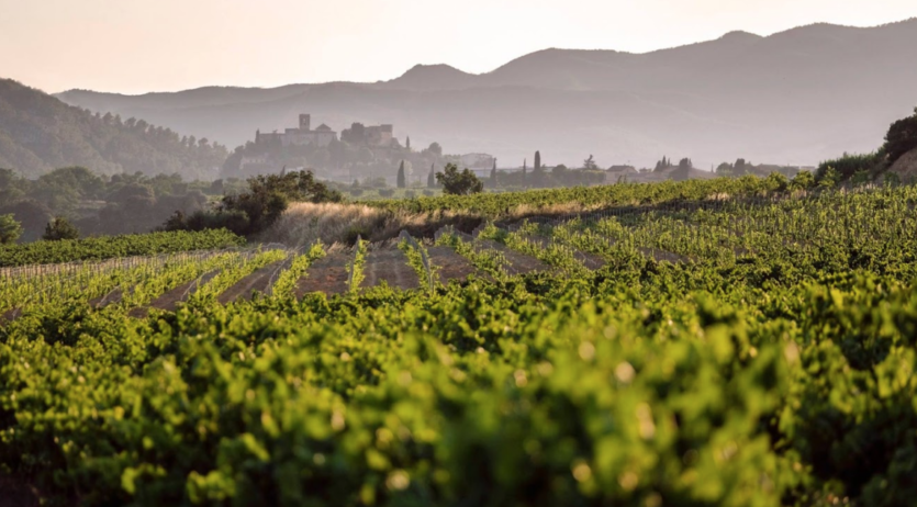 El Consell Regulador de la DO Penedès demana la retirada del projecte del polígon “Can Vies”