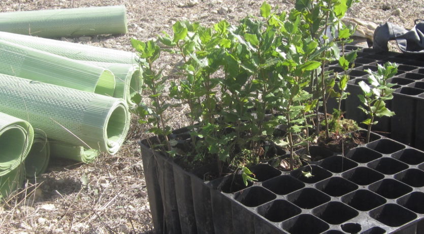 Diumenge es farà una plantació forestal a la Serreta