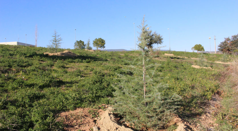 L’Ajuntament de Sant Martí replanta els arbres de Nadal de la campanya dels comerços