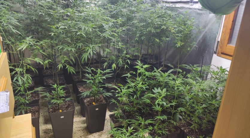 Els Mossos d’Esquadra desmantellen una plantació de marihuana a Sant Sadurní d’Anoia