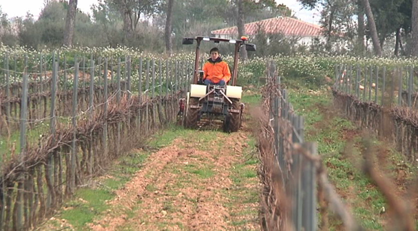 El sector vitivinícola acorda l’impuls de mesures urgents per a reduir els efectes del Covid-19