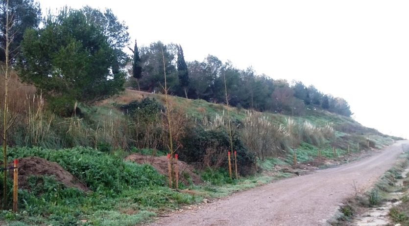 L’Ajuntament de Vilafranca i la Mancomunitat signen un conveni per a la plantació d’arbrat