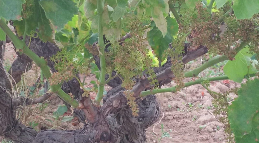UP lliura a la Conselleria d’Agricultura una proposta d’ajudes per superar els danys per míldiu