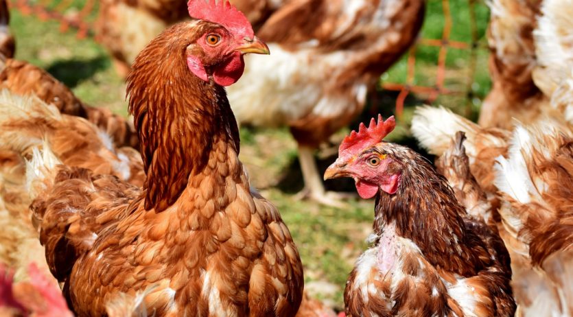 Agricultura convoca 1,5 M€ en ajuts per liquiditat d’explotacions afectades per la COVID19
