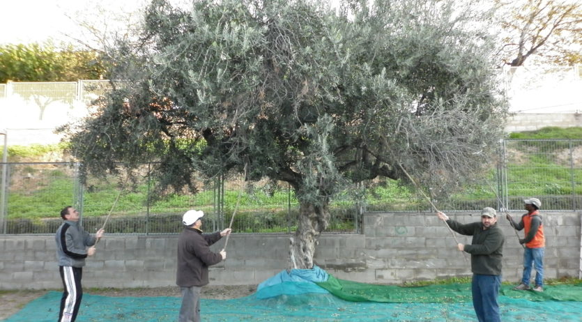 Un any més el ‘grup de la terra’ de Càritas cull les olives de les oliveres municipals