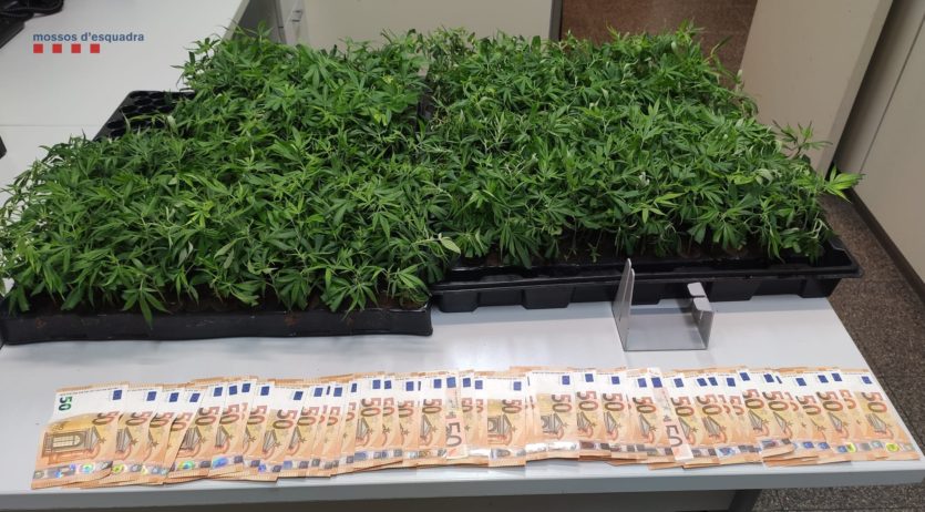 Ingressen a presó tres homes que transportaven 5 kg de cabdells de marihuana a l’Alt Penedès