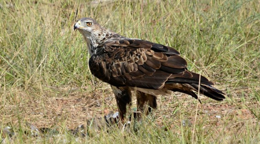 Grups ecologistes demanen als partits la derogació del Decret d’Energies Renovables