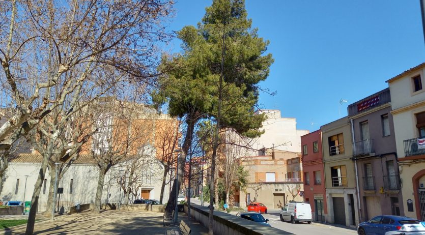 Dilluns s’eliminarà un exemplar de pi blanc al parc Tívoli pel risc de trencament i caiguda