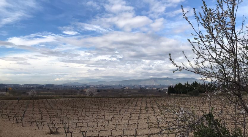 L’Alt Penedès perd anualment 174 hectàrees de conreus, segons un estudi de la Diputació