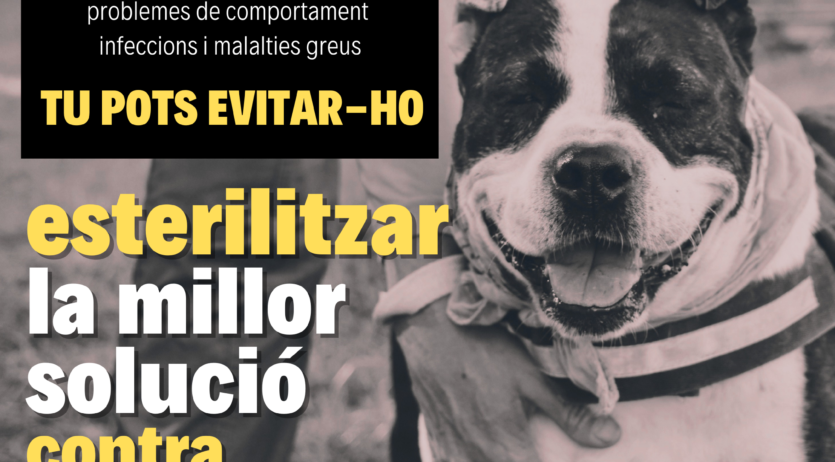 Comença una campanya per fomentar l’esterilització dels animals de companyia