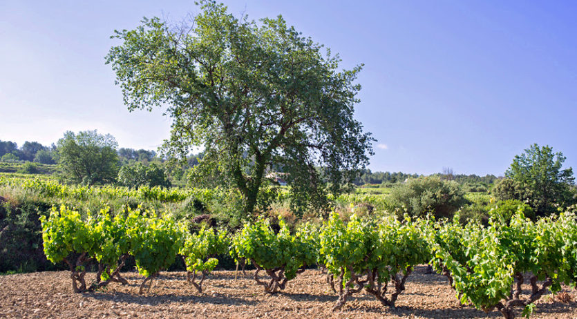 La DO Penedès se suma a les al·legacions en contra de la construcció d’una línia MAT al Penedès