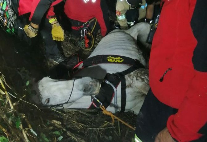 Rescatat un cavall que havia quedat atrapat en un torrent durant gairebé 24 hores
