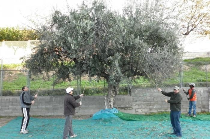 El ‘grup de la terra’ de Càritas cull les olives de les oliveres d’espais públics de Vilafranca