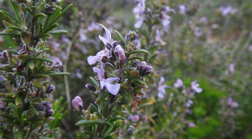 Diumenge es fa una passejada per conèixer les herbes aromàtiques i medicinals a Sant Pau