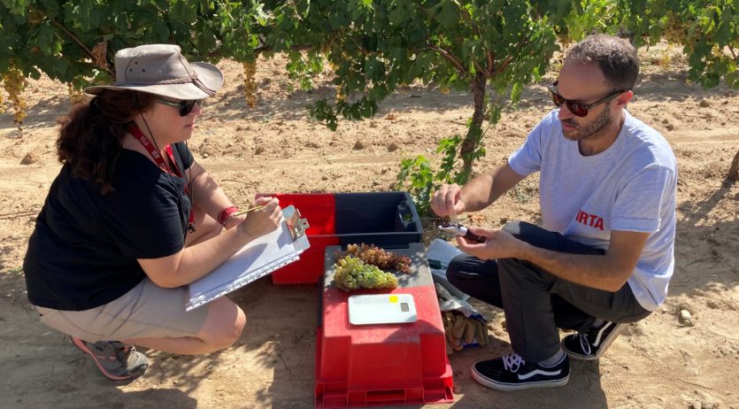 La vinya de la DO Penedès necessitarà entre una i dues vegades més aigua el 2030