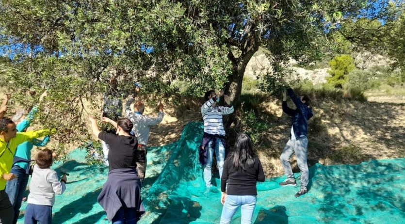 Els diumenges a Sant Pau proposen un taller de collir olives per aquest diumenge