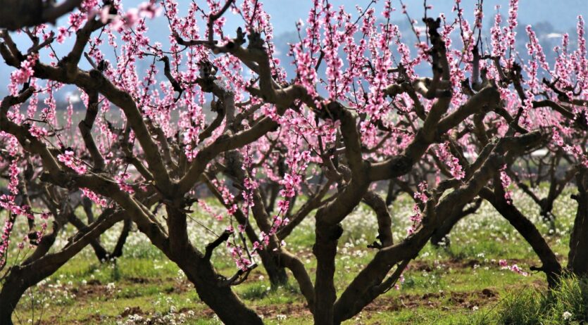 Tercera, i última passejada en temps de floració per la terra del Préssec d’Ordal