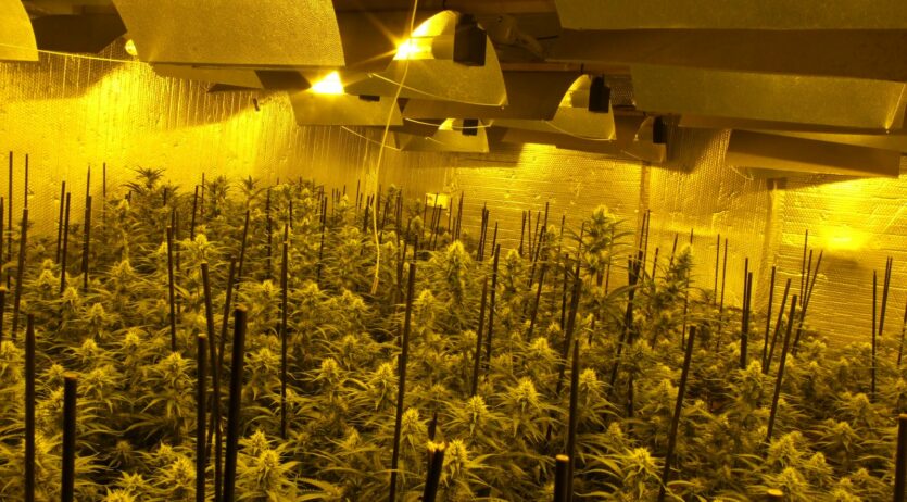 Cinc detinguts i dues plantacions de marihuana desmantellades a Castellet i la Gornal