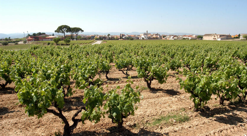 S’inicia el desplegament reglamentari de la Llei de la vitivinicultura amb la consulta prèvia