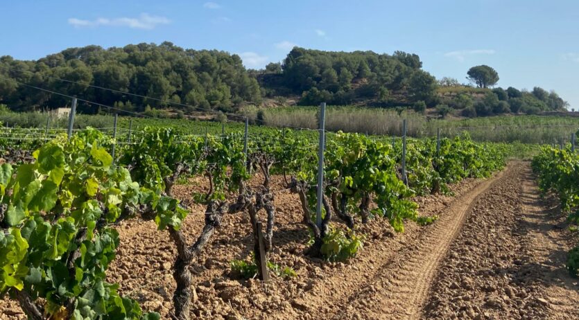 Revolta Pagesa creu que les mesures proposades pel Consell Regulador afavoreixen poc al Penedès