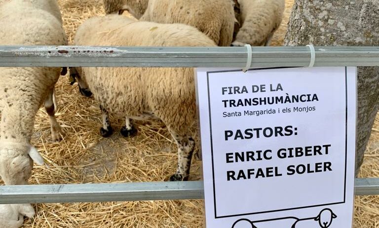 Santa Margarida i els Monjos torna a organitzar la Festa de la Transhumància