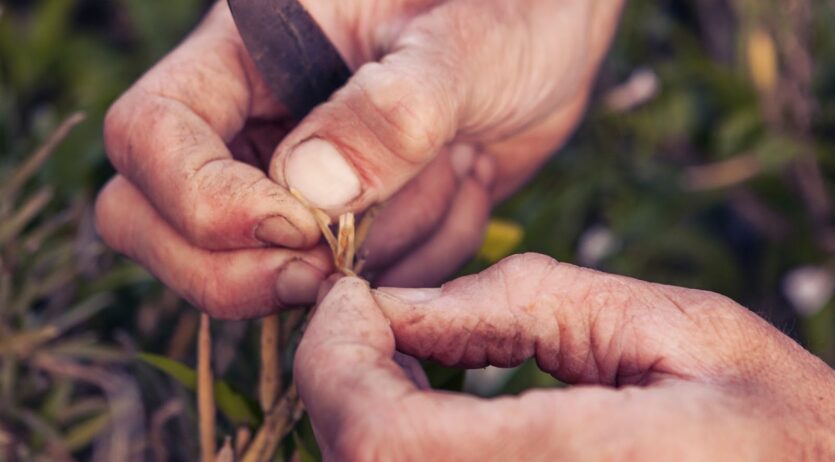 S’engega un projecte per recuperar varietats agrícoles tradicionals de l’Alt Penedès