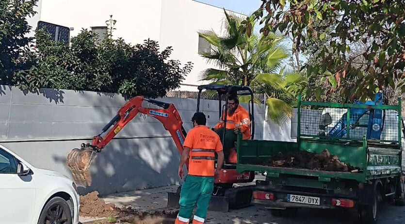 L’Ajuntament de Vilafranca plantarà més de 300 arbres en una nova campanya
