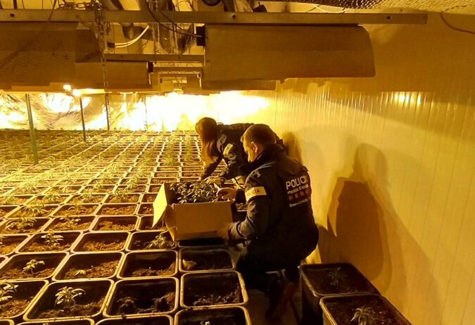 Detingut el responsable d’una nau de Sant Quintí on s’han intervingut mil plantes de marihuana
