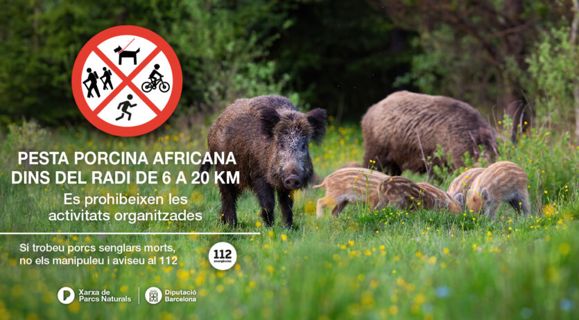 Subirats i Olesa de Bonesvalls entren dins del radi de vigilància per la pesta porcina africana