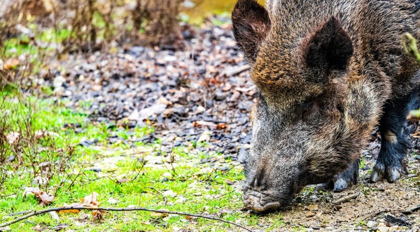 Restriccions a Gelida i Sant Llorenç d’Hortons per la pesta porcina africana