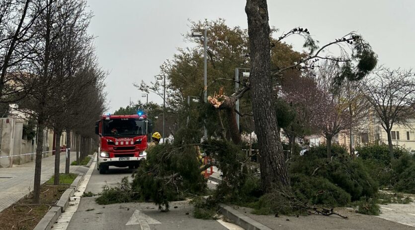 L’Ajuntament de Vilafranca farà una revisió dels pins del passeig Rafel Soler