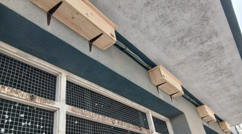 L’Ajuntament i Agents Rurals instal·len caixes niu per facilitar la nidificació del falciot