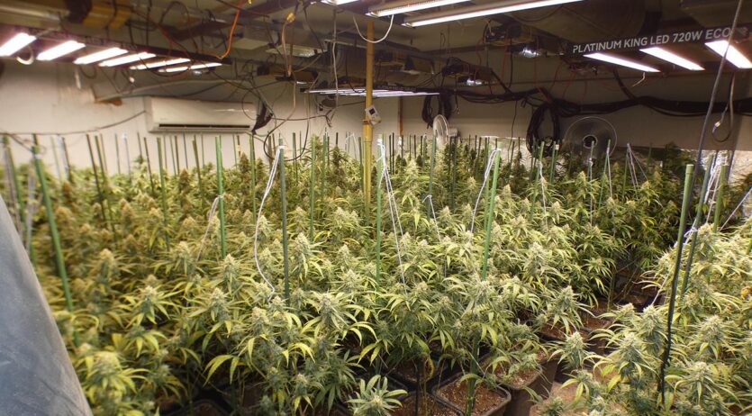 Detingudes tres persones i desmantellada una plantació de marihuana a Sant Cugat Sesgarrigues