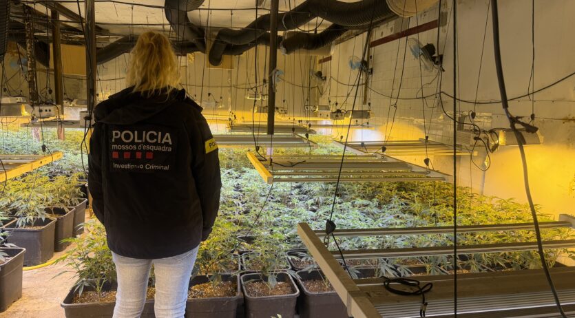 Detinguts dos homes i intervingudes 1.606 plantes de marihuana al Pla del Penedès