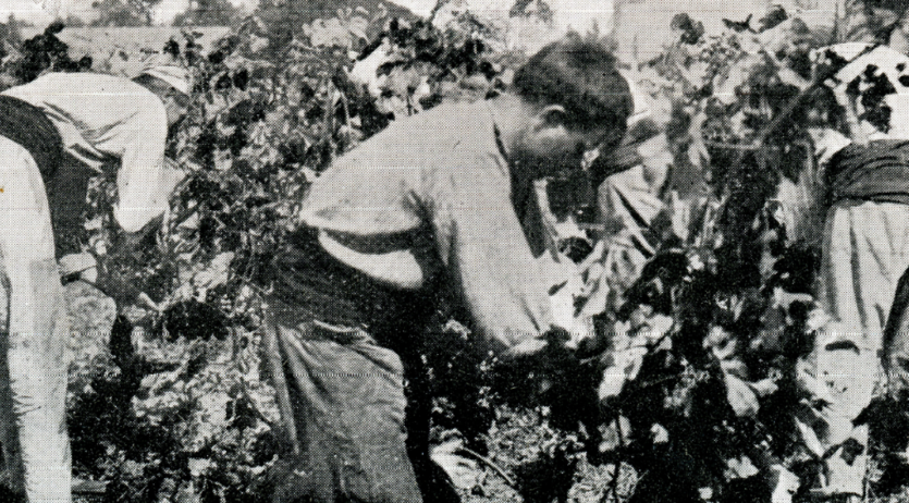 Es projectarà al Vinseum el primer documental sobre la producció de vi
