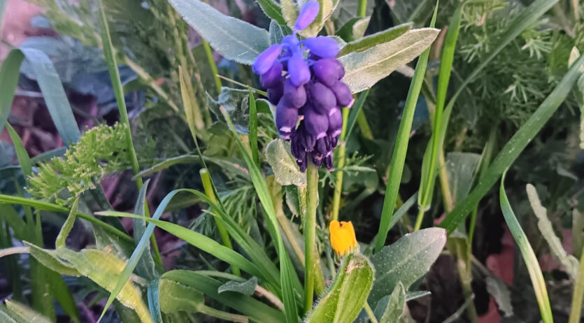 Les flors, protagonistes de proper ‘Diumenges a Sant Pau’