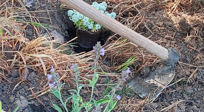 INS Eugeni d’Ors i Federació d’ADF Penedès-Garraf recullen residus i planten franges vegetals